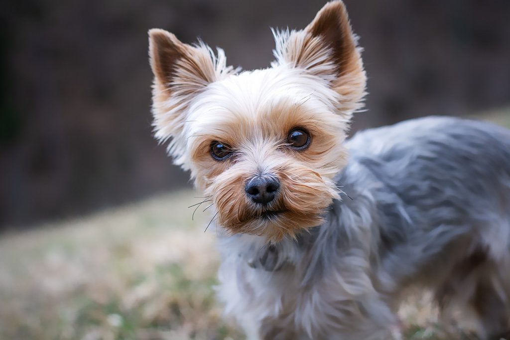 Dog Poop Pickup in Birmingham Michigan